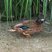 Laysan Duck